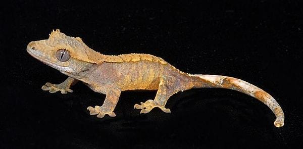 9. Crested gecko