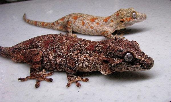 23. Gargoyle gecko