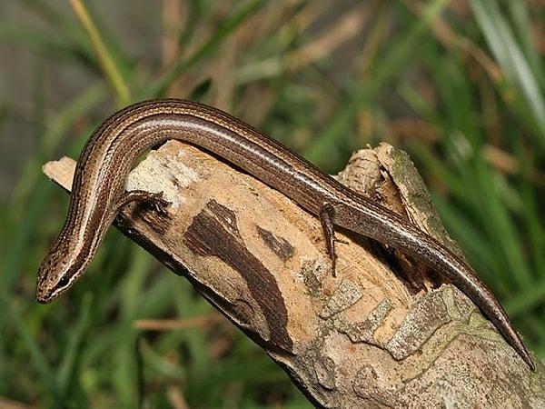 33. Avrupa yılan gözlü skink'i (Ablepharus kitaibelii)