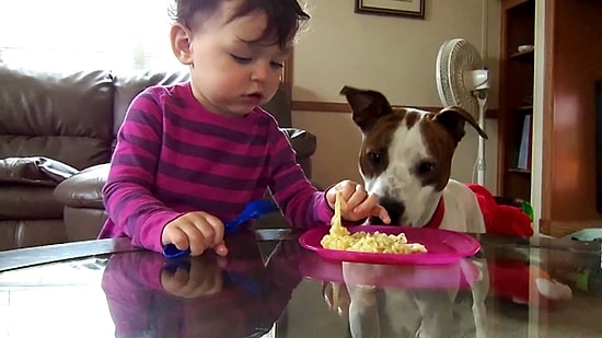 Sevimli Bebeğin Ağzından Noodle Çalan Sinsi Köpek