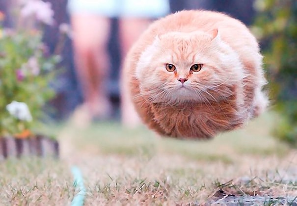 ''Лечу словно мяяяч!'