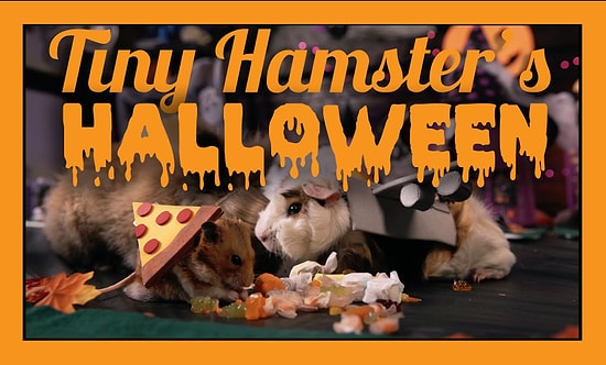 Sevimli Hamsterların Minnoş Kostümlü Cadılar Bayramı Kutlamaları