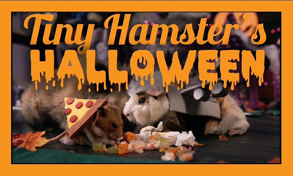 Sevimli Hamsterların Minnoş Kostümlü Cadılar Bayramı Kutlamaları