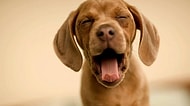 Yüzündeki Bir Tebessümle Sizleri Mutlu Etmeyi Becerecek 20 Şapşik Köpek