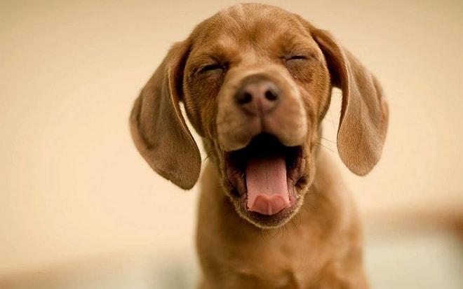 Yüzündeki Bir Tebessümle Sizleri Mutlu Etmeyi Becerecek 20 Şapşik Köpek