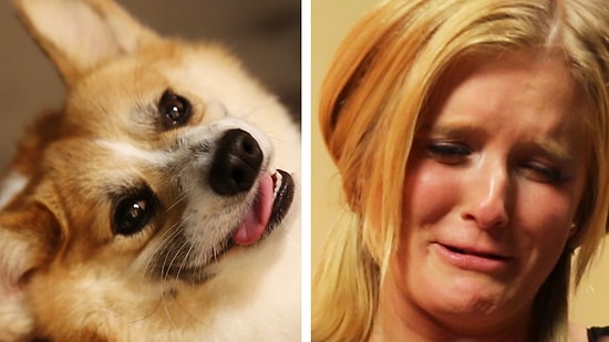 Sevgilisi, Kız Arkadaşını Sevdiği Cins Köpekleri Getirerek Şaşırtıyor