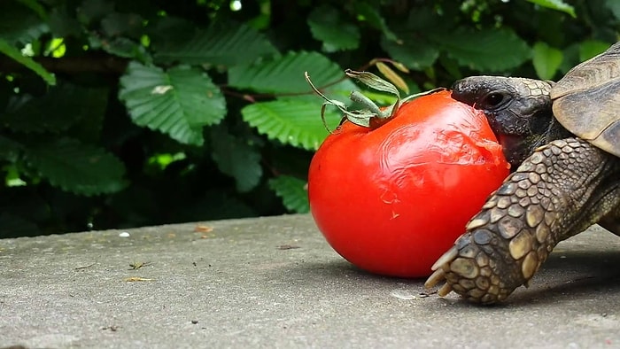 Kendisi Kadar Minnoş Domatesi Yiyen Kaplumbağa