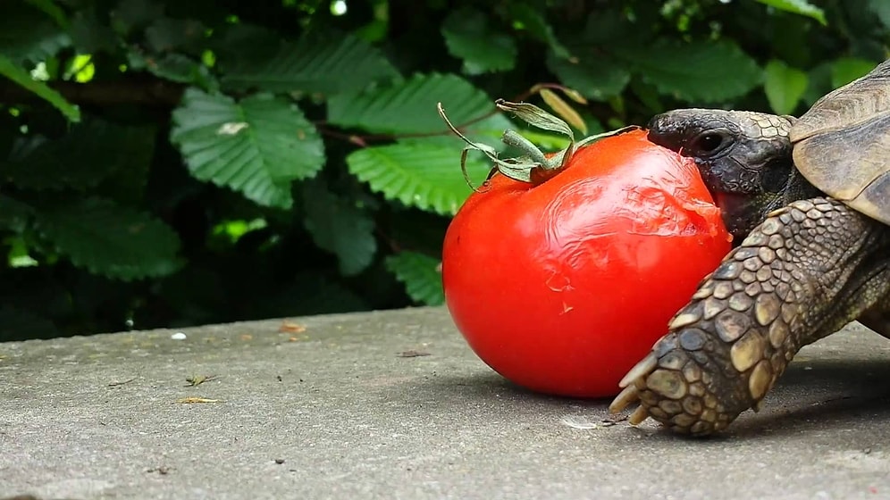 Kendisi Kadar Minnoş Domatesi Yiyen Kaplumbağa