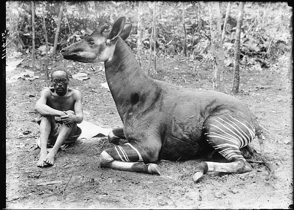 19. Bir avcı ve erkek bir okapi, Kongo, 1915.
