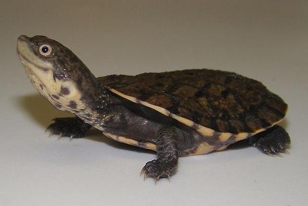 3. Kurbağa kafalı kaplumbağa (Toad-headed turtle)