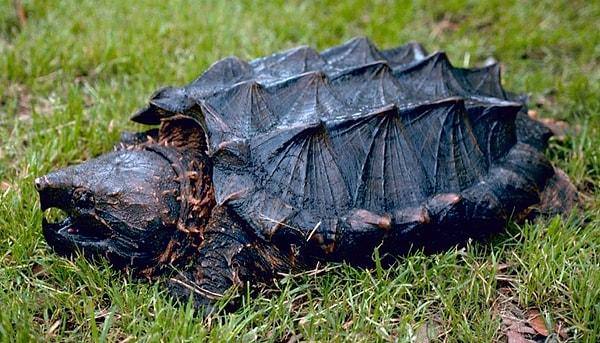5. Timsah avcısı kaplumbağa (Alligator snapping turtle)