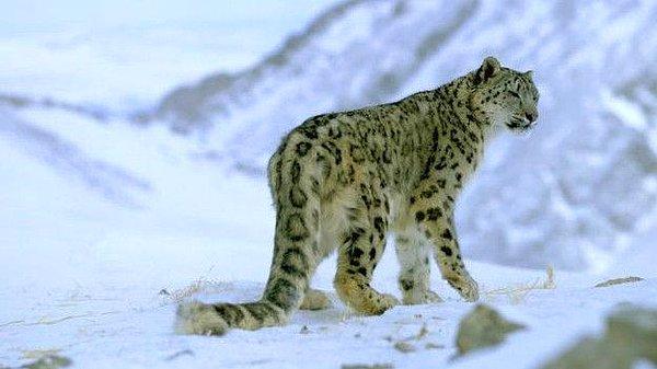 Kar Leoparını Tehdit Eden Başka Unsurlar da Bulunuyor