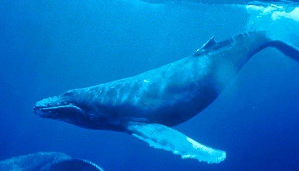 2. Balina avcıları son teknoloji silahlara sahip olmalarına rağmen, balinanın yağ tabakasını delip geçmesi için attıkları bombalı zıpkın balinayı yakalamaları için yeterli olmadı.