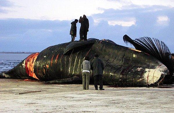 3. Yapılan ölçümlere göre, bu balinalar 150-210 yıllık bir ömür yaşıyorlar.