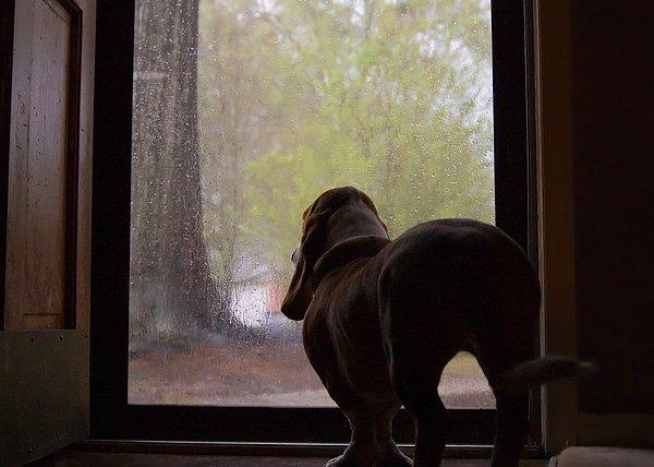 7. Edebiyat: Sizin de köpeğiniz yağmurun ne kadar keyifli olduğunun farkında mı?