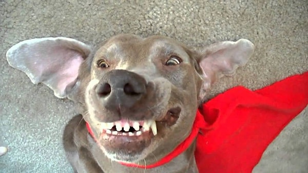 9. Мы тоже умеем прикалываться и работать на камеру. Вот так!