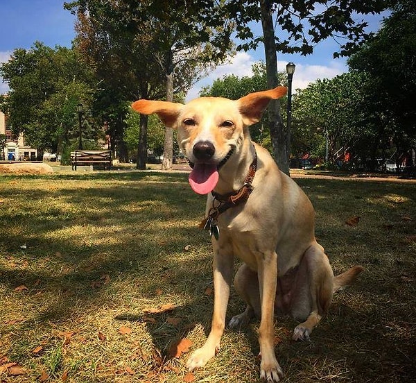 19. В общем, такому невероятному счастью остается только позавидовать