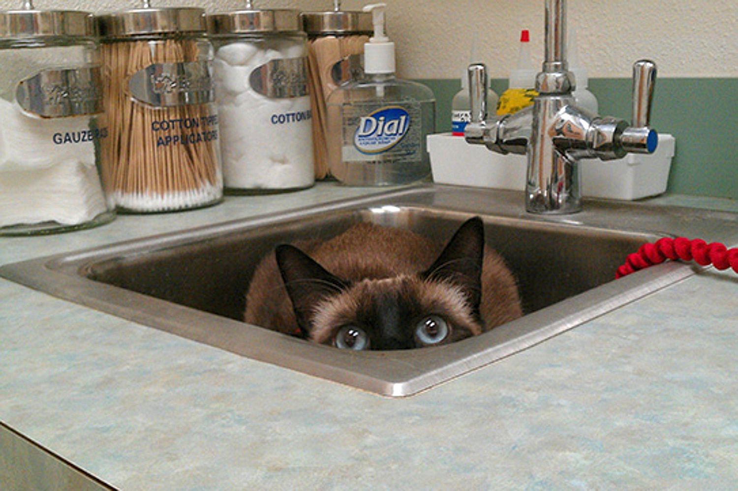 Коты прячутся. Кот в раковине. Спрятаться в ракушку. Кот в умывальнике. Смешные кошки.