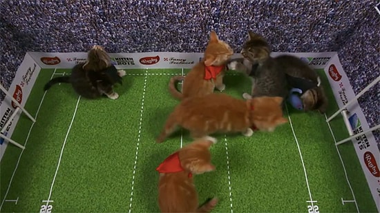 Yavru Kedi Rugby Dünya Kupası Gerçeklerinden Çok Daha Sevimli