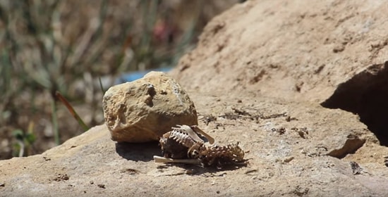 Ziyafet Zamanı: Ölü Bir Kuşu Saatler İçinde Yok Eden Karıncaların Time Lapse Görüntüleri