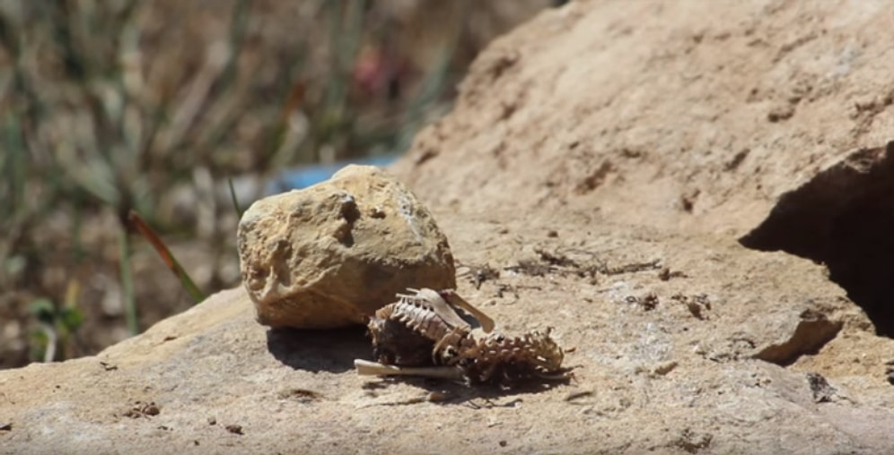 Ziyafet Zamanı: Ölü Bir Kuşu Saatler İçinde Yok Eden Karıncaların Time Lapse Görüntüleri
