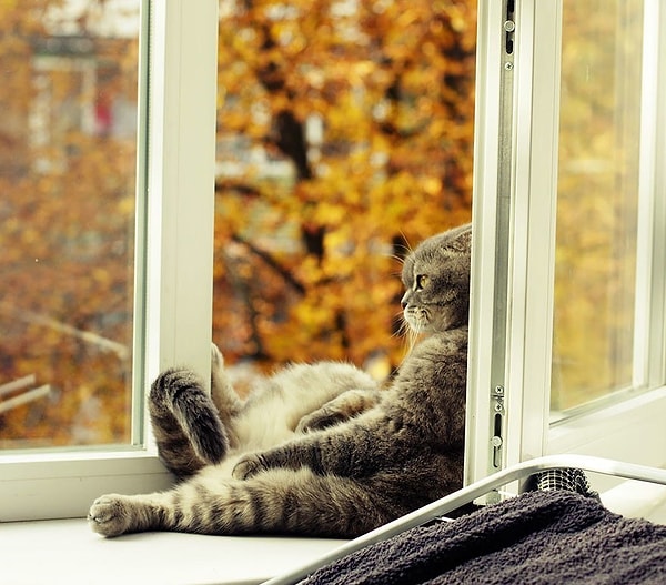 14. За изменениями в природе можно наблюдать и не выходя из дома