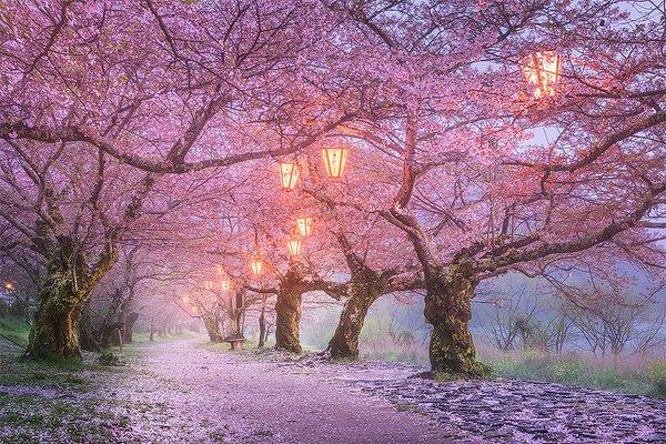 11. Sakura Ağacı