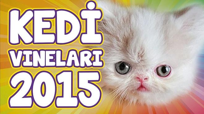 En Komik Kedi Vine Videoları 2015 - Komik Kediler