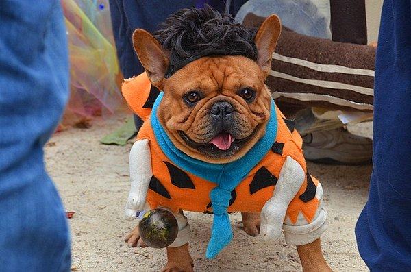 Fred Çakmaktaş kostümüyle bütünleşen köpek Gus