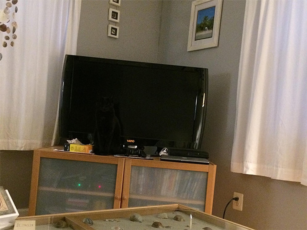 Fotoğrafta Nerede Olduğunu Asla Bulamayacağınız 16 Ninja Kedi