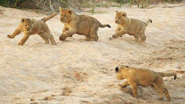 Afrika’da yapılan bir araştırma, aslan nüfusunun kıtanın güneyinde sıkı denetim uygulanan bölgelerin dışında hızla düştüğünü ortaya koydu.