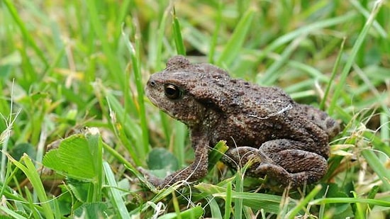 Fransa'da Kurbağaların Otoyoldan Rahat Geçebilmesi İçin Tünel İnşa Edildi