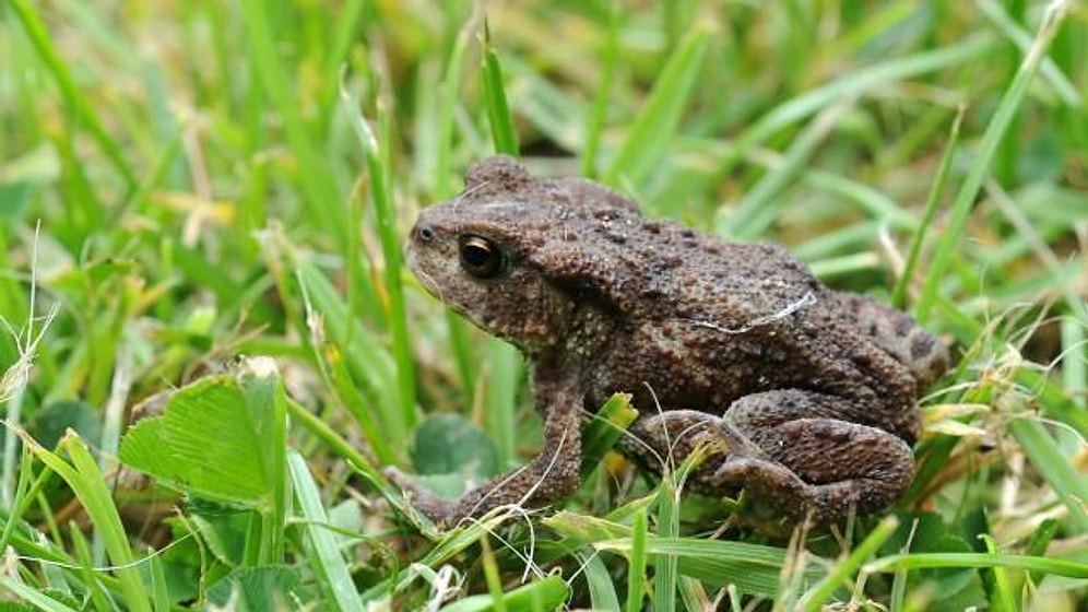 Fransa'da Kurbağaların Otoyoldan Rahat Geçebilmesi İçin Tünel İnşa Edildi