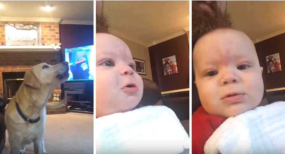 Uluyan Köpeklere Eşlik Eden Tapılacak Şekerlikteki Bebek