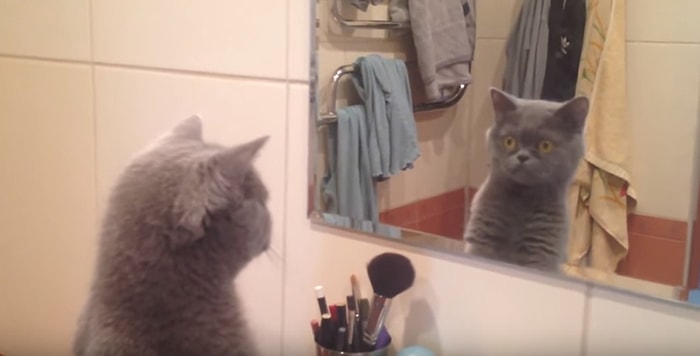 Aynada Gördüğü Yansımasına Hayran Kalan Kedi