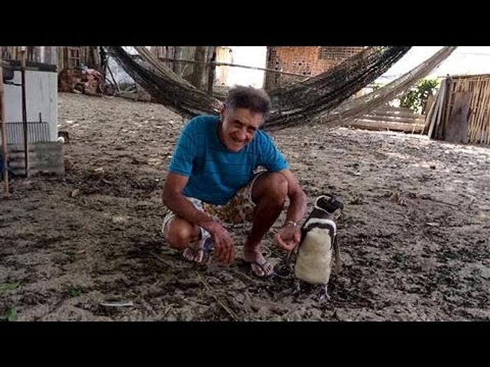 Hayatını Kurtaran Adamı Her Fırsatta Ziyaret Eden Macellan Pengueni