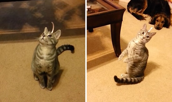 "Ne Koydunuz La Başıma!" Başındaki Etikete Anlam Veremeyen Kafası Karışık Kedi