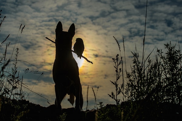 6. Poldi ile sokulup yatmayı seven bir köpek, Gandalf isminde beyaz yüzlü bir baykuş ve Phönix isminde bir harris şahini ile beraber takılıyor.