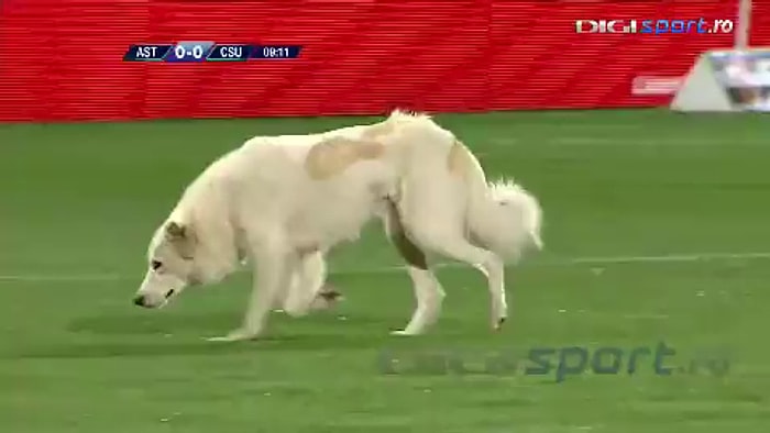 Maç Esnasında Sahaya Giren Futbol Aşığı Köpek