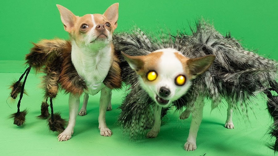 Dev Mutant KöpekÖrümcek 2 Dehşet Devam Ediyor