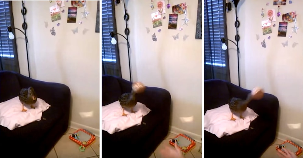 Kaleci Antrenörü Olsa Kimsenin Şaşırmayacağı Derecede Yetenekli Ördek