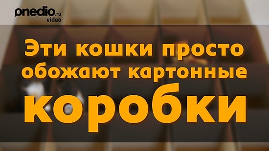 Эти кошки обожают картонные коробки