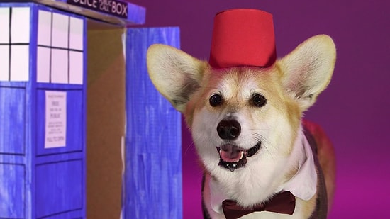 'Doctor Who'nun 52 Yıllık Serüveninde Değişen 13 Doktoru Taklit Eden Sevimli Köpek