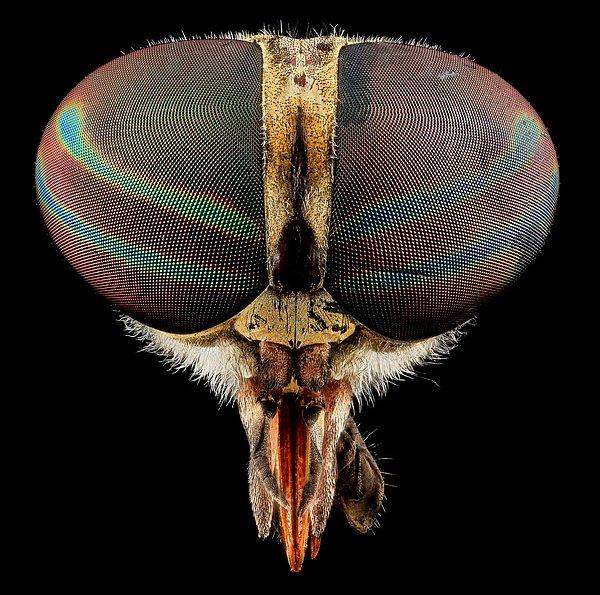 6. Tabanus Fly