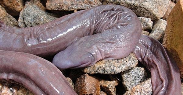 6.Penis Snake (Penis Yılanı)