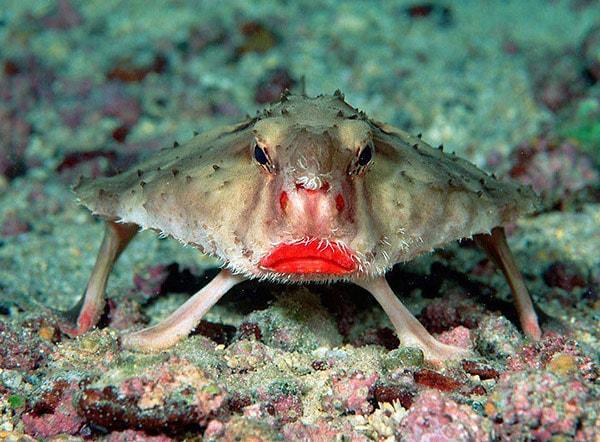 4.Red-Lipped Batfish (Kırmızı Dudaklı Yarasa Balığı)