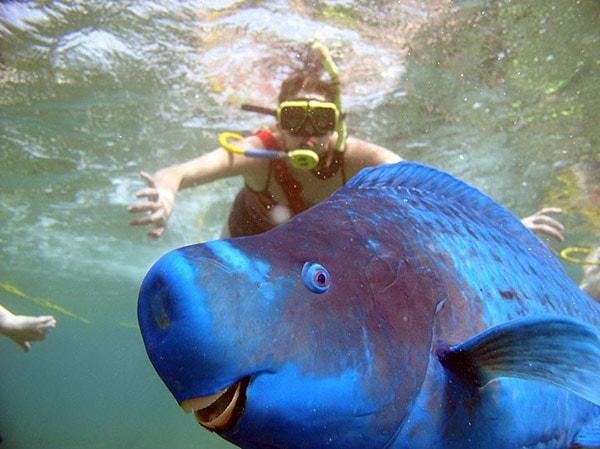 3.Blue Parrotfish (Mavi Papağan Balığı)