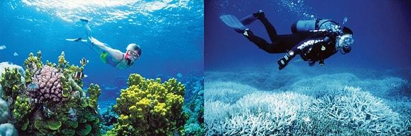 Büyük Set Resifi, Avustralya; 2002 - 2014 Arası