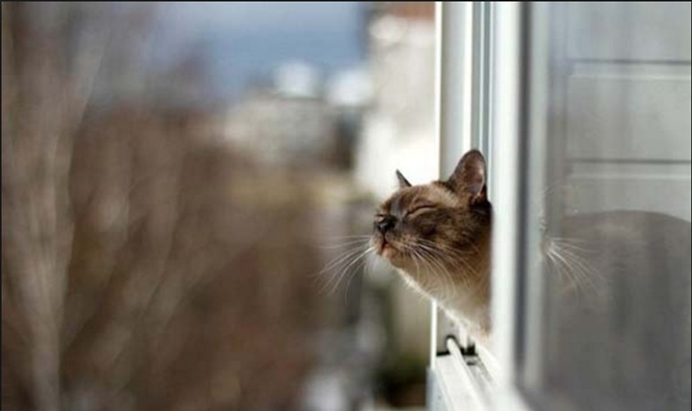 13 Maddede Nankör Bildiğiniz Kedilerden İnsanoğluna Bedava Hayat Dersi