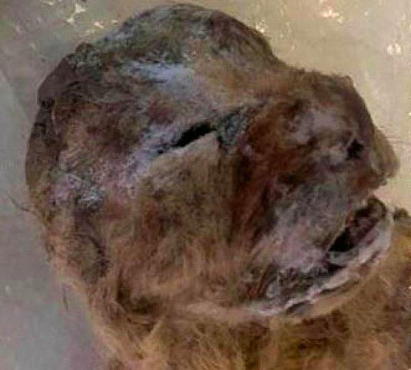 1. Sibirya’da 10.000 Yıllık Donmuş Mağara Aslanları Bulundu